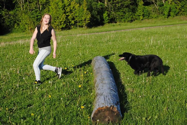 Labrador retriever Barki billede 9