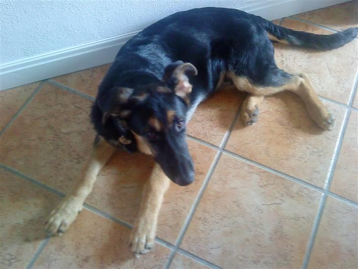 Schæferhund Bjørn billede 6