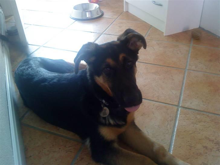 Schæferhund Bjørn billede 7