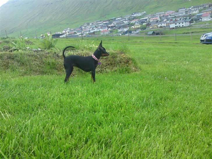 Prazsky krysarik Gucci billede 12