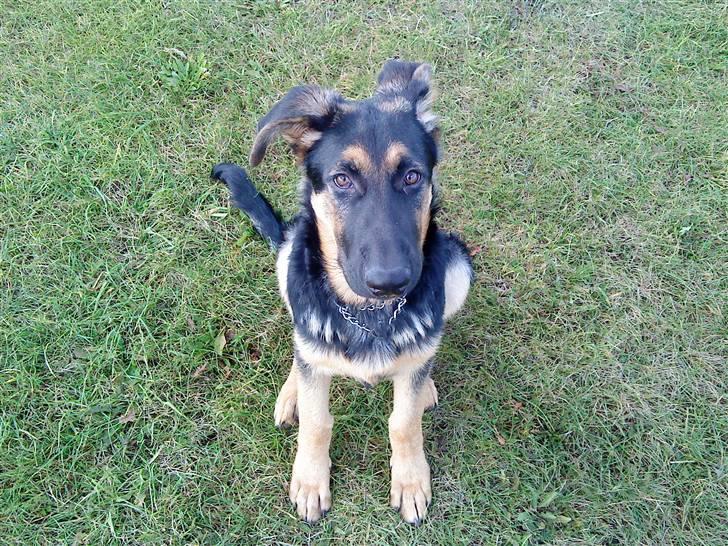 Schæferhund Bjørn billede 8