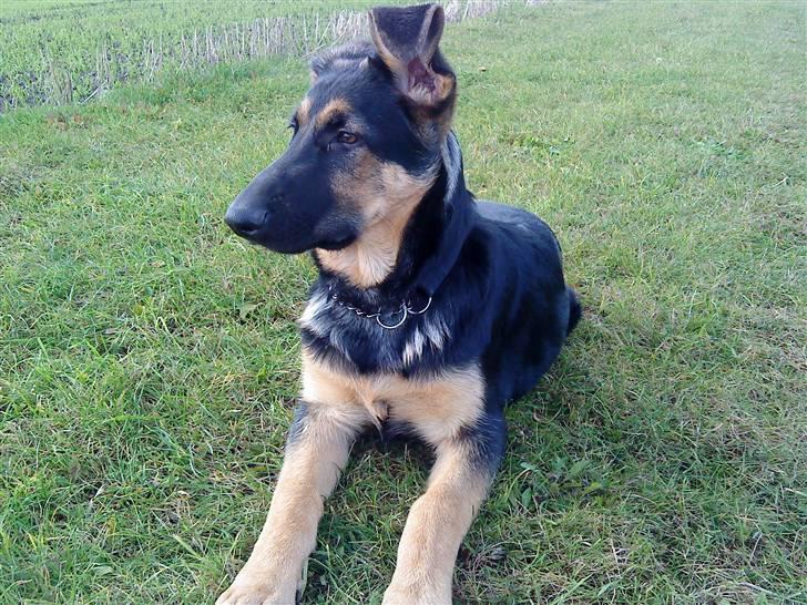 Schæferhund Bjørn billede 9