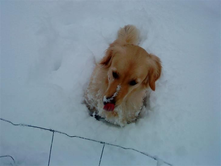 Blanding af racer Skarlet billede 1