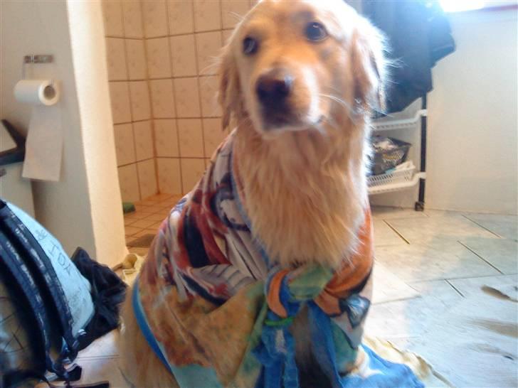 Blanding af racer Skarlet - efter bad :)  billede 2