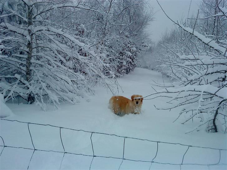 Blanding af racer Skarlet billede 3