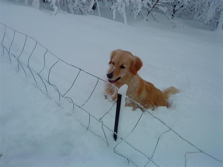 Blanding af racer Skarlet billede 4