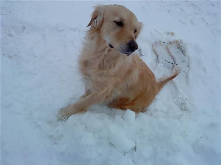 Blanding af racer Skarlet billede 5