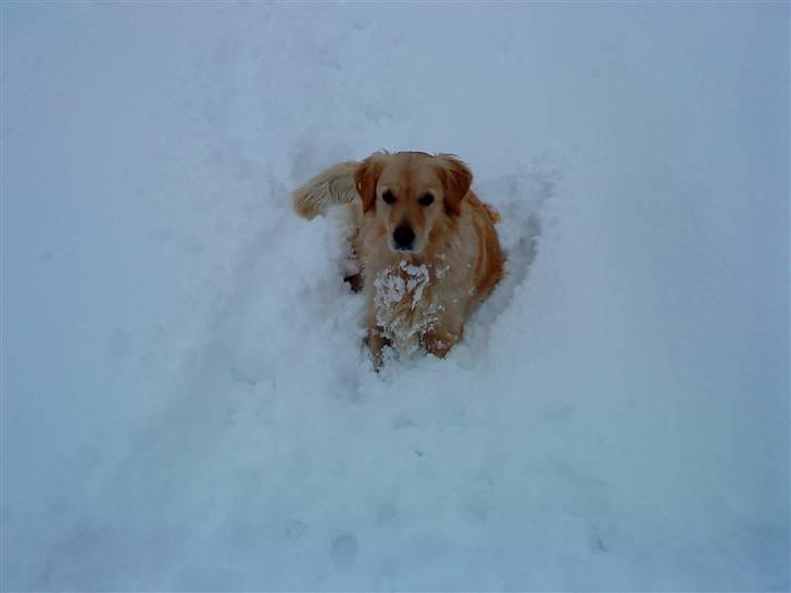 Blanding af racer Skarlet billede 6