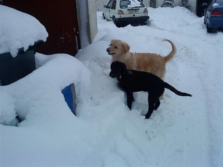 Blanding af racer Skarlet - Rigtig tyk :)  billede 7