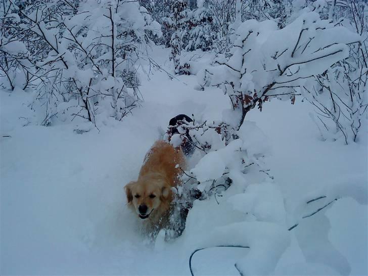 Blanding af racer Skarlet - Sødt, født dem 6/9-09 billede 8
