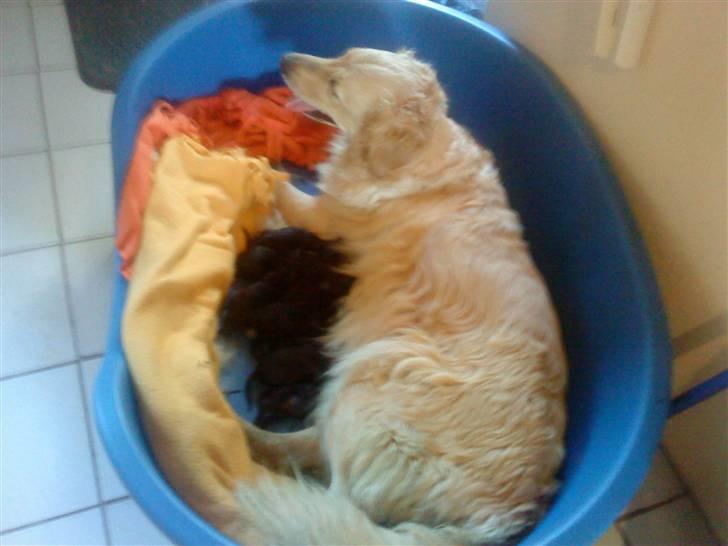 Blanding af racer Skarlet - Født den 6/9-09 om morgen efter de er blevet født :) billede 9