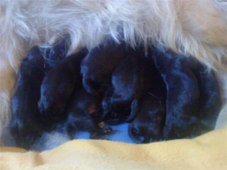 Blanding af racer Skarlet - Født den 6/9-09 om morgen efter de er blevet født :) billede 10