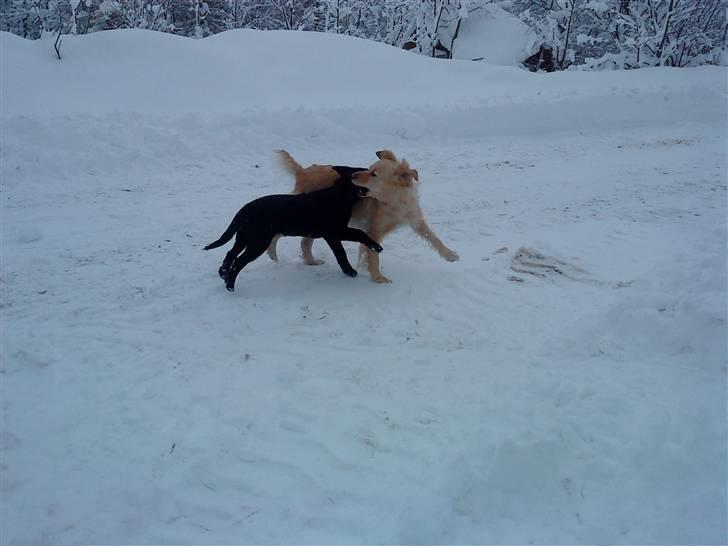 Blanding af racer Skarlet billede 11