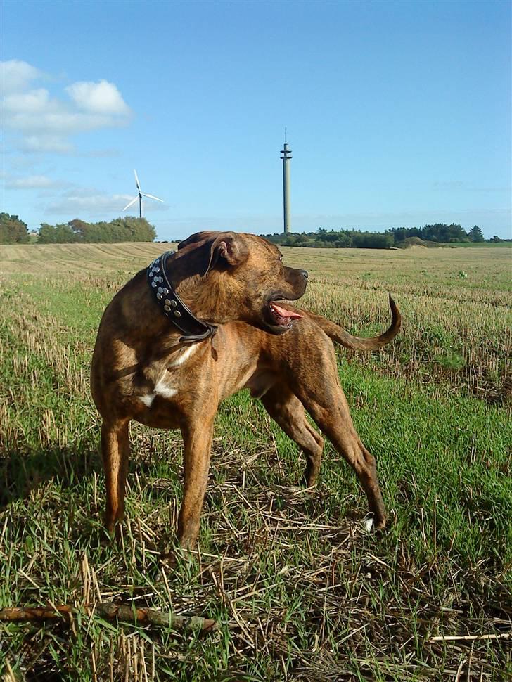 Amerikansk bulldog Kazan - Taget D.09/09-09 billede 10