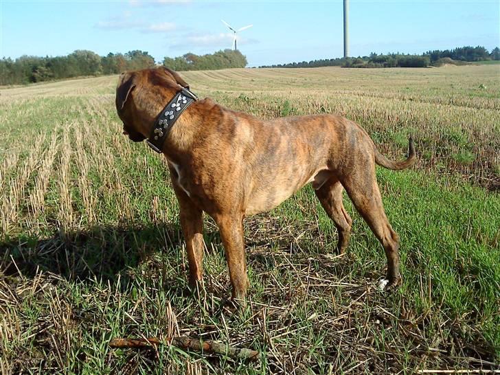 Amerikansk bulldog Kazan billede 11