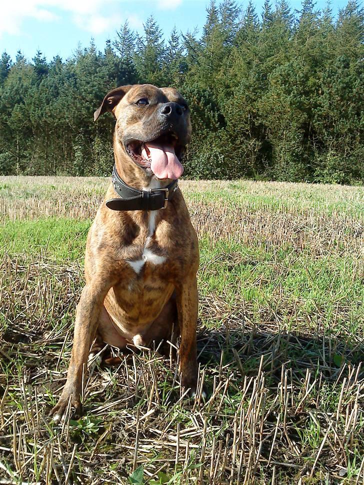 Amerikansk bulldog Kazan billede 12