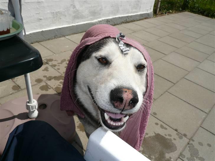 Alaskan malamute pau billede 1