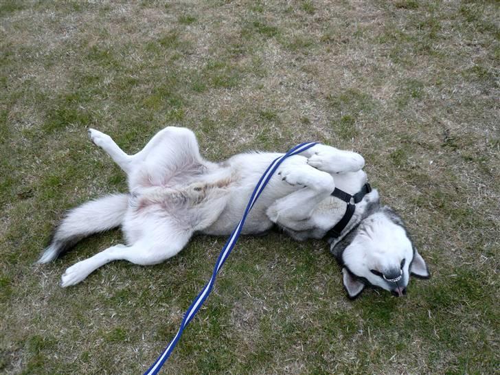 Alaskan malamute pau billede 2