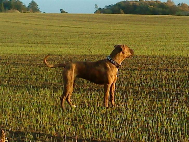 Amerikansk bulldog Kazan - Taget D.30/09-09 billede 13