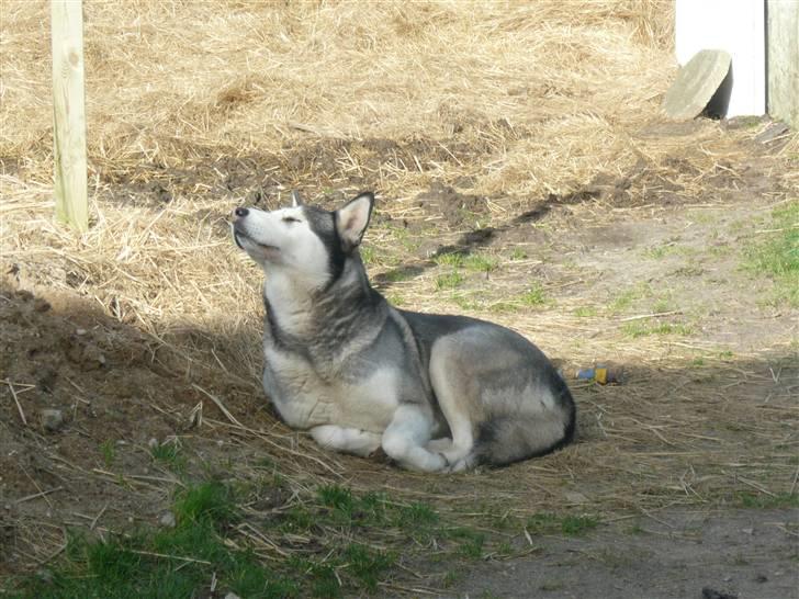 Alaskan malamute pau billede 3