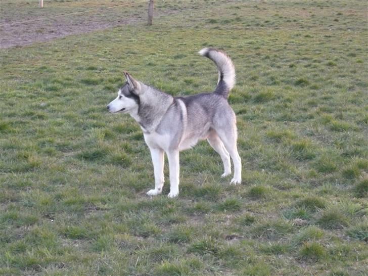 Alaskan malamute pau billede 4
