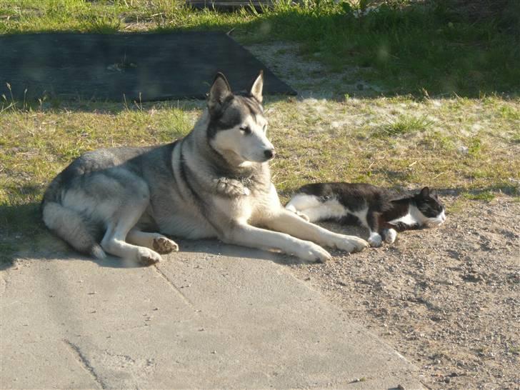 Alaskan malamute pau billede 5