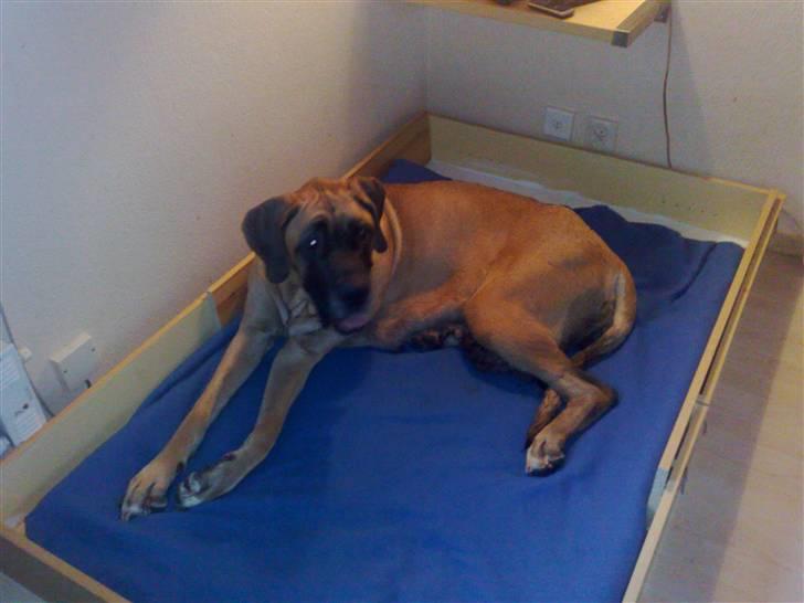 Blanding af racer Emma billede 12