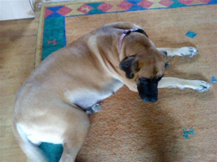 Blanding af racer Emma billede 13