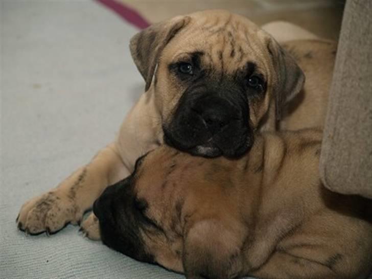 Dogo canario Corax - Her er jeg ikke særlig gammel og ligger og sover ovenpå min bror eller søster ;) billede 16