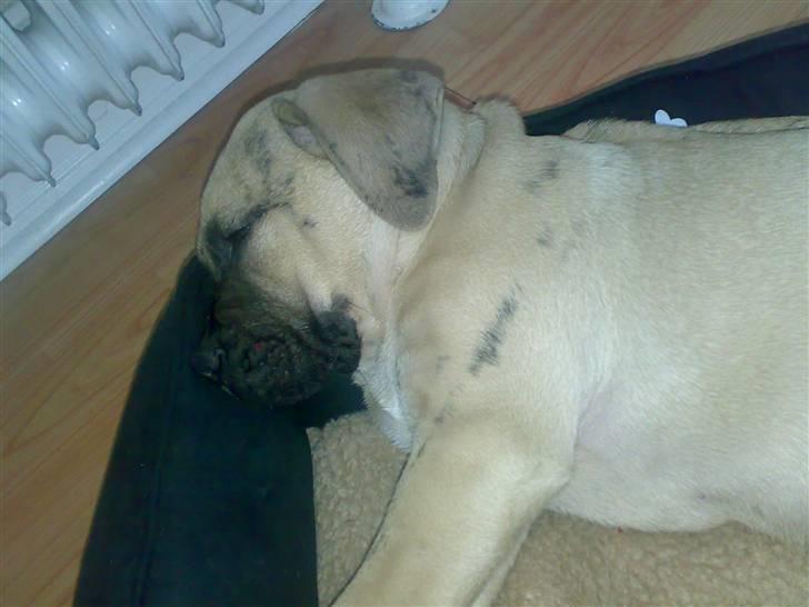 Dogo canario Corax billede 17