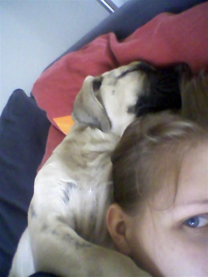 Dogo canario Corax billede 18