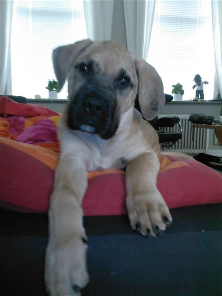 Dogo canario Corax billede 19