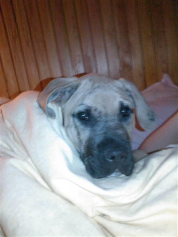 Dogo canario Corax - Ligger rigtig og putter med mor i sommerhuset.. billede 20