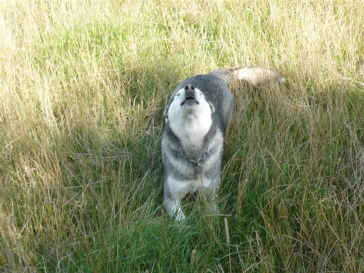 Alaskan malamute pau billede 8