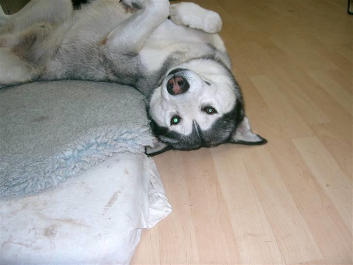 Alaskan malamute pau billede 9