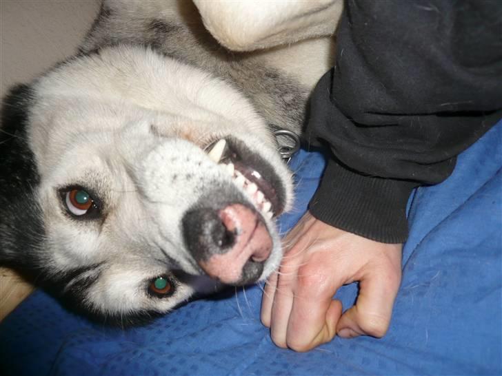 Alaskan malamute pau billede 10