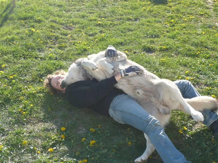 Alaskan malamute pau billede 11