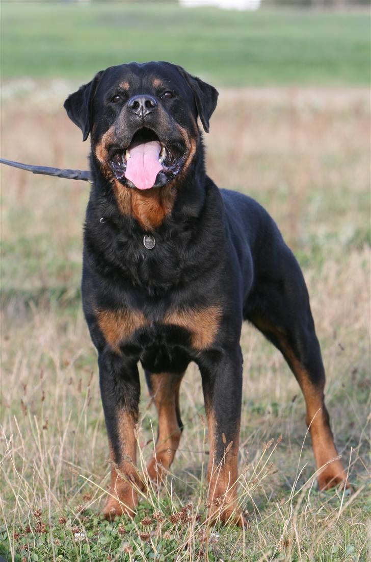 Rottweiler Nellemann's Exacum  - 8½ år og stadig en smuk dreng billede 15