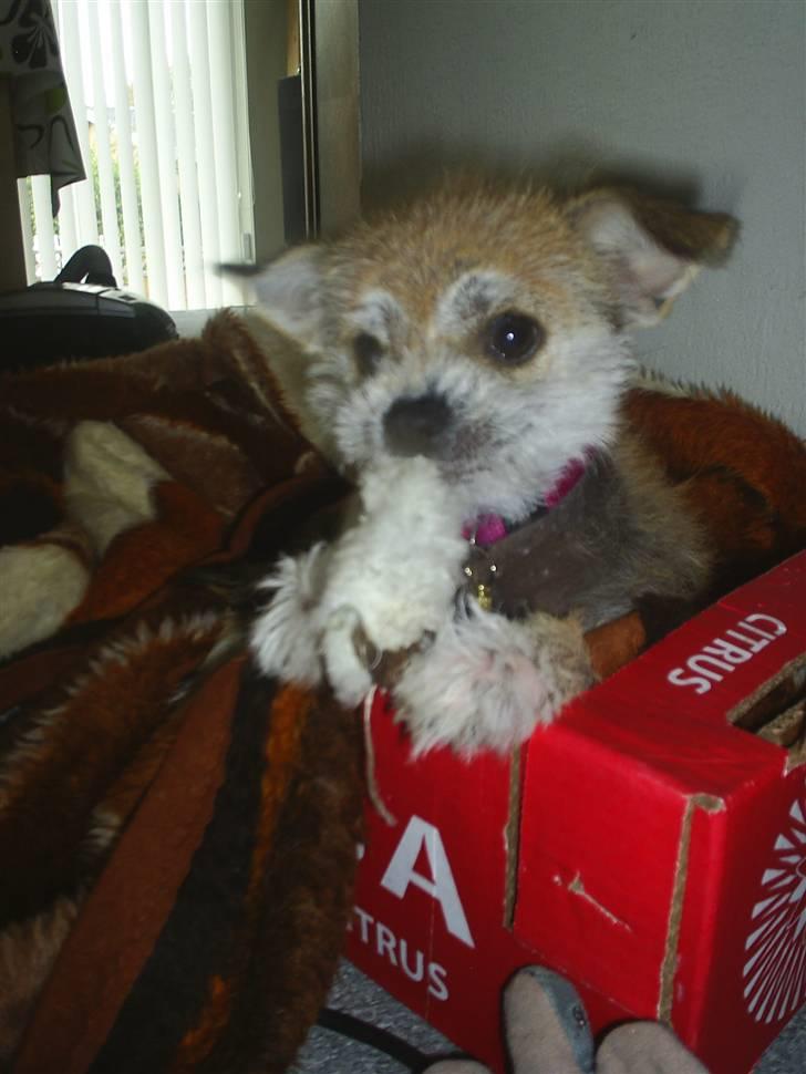 Blanding af racer Silje billede 1