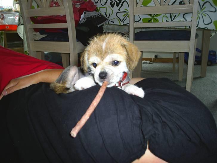 Blanding af racer Silje - Vi var lige kommet hjem med hende billede 2