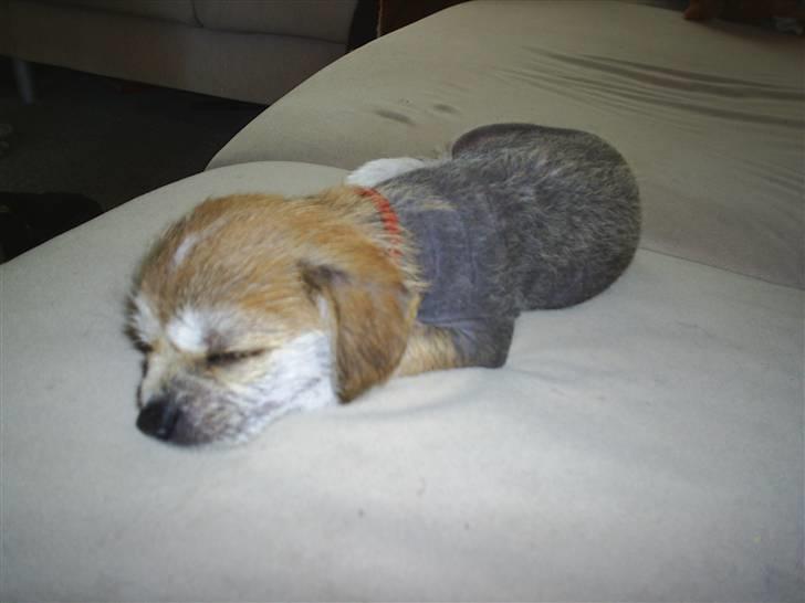 Blanding af racer Silje billede 3