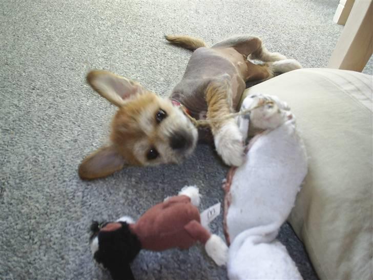 Blanding af racer Silje billede 4