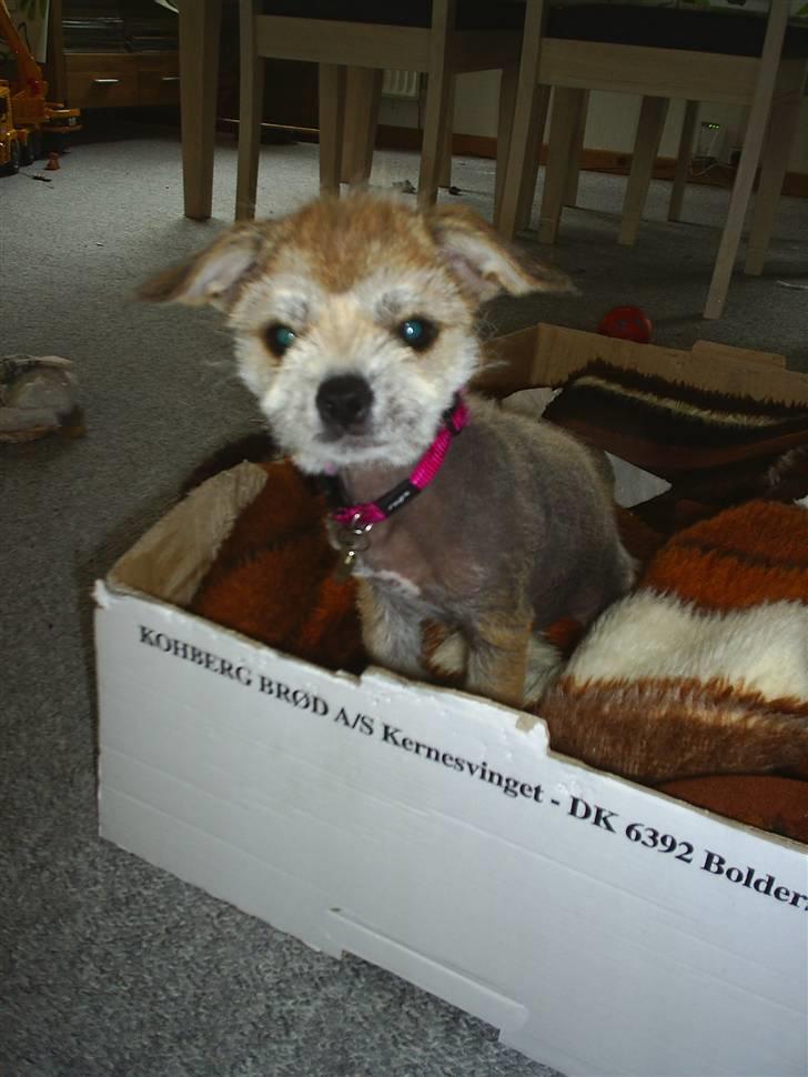 Blanding af racer Silje billede 5