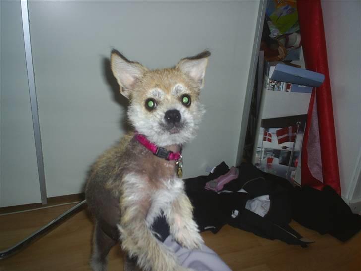 Blanding af racer Silje billede 6