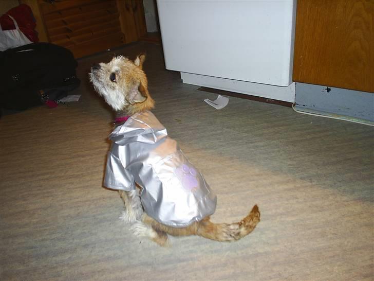 Blanding af racer Silje - Silje i hendes regnfrakke billede 7