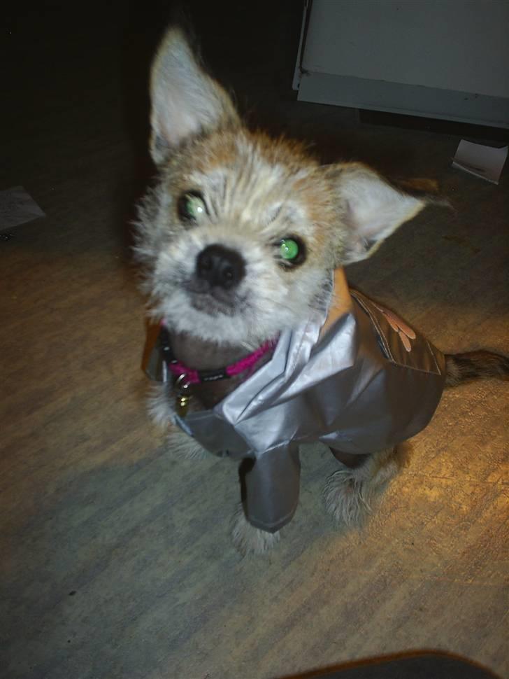 Blanding af racer Silje billede 8