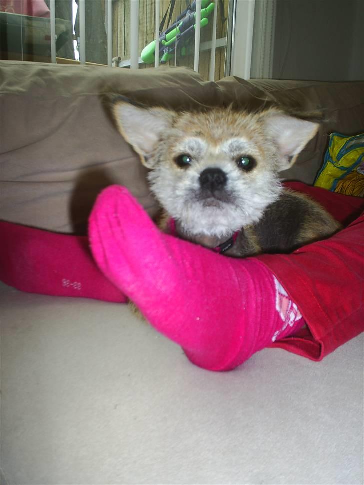 Blanding af racer Silje billede 9