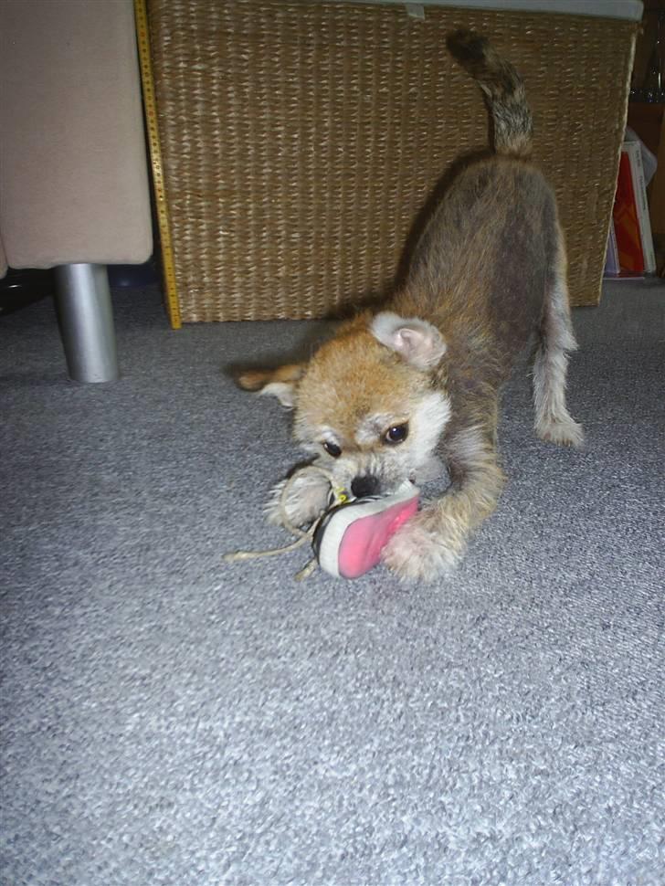 Blanding af racer Silje billede 10