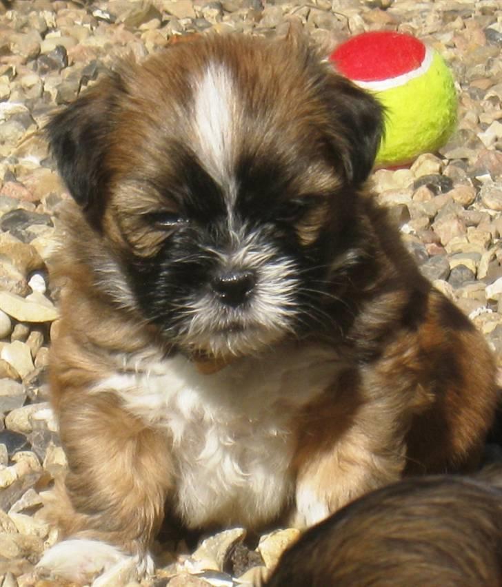 Lhasa apso Ozzy billede 1