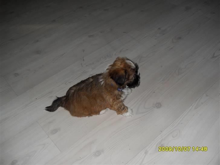 Lhasa apso Ozzy billede 2